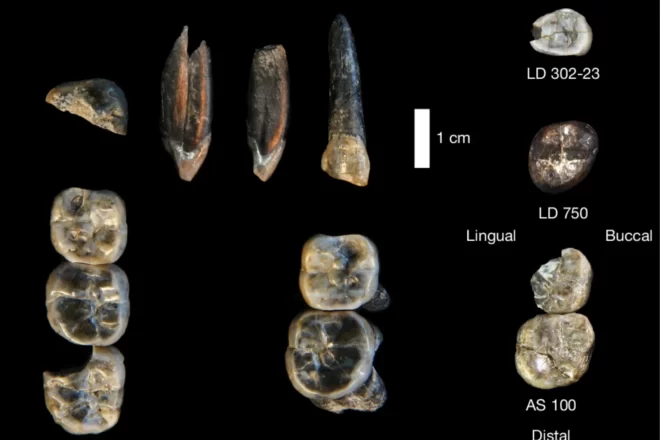 Descobreixen una nova espècie vinculada als primers humans
