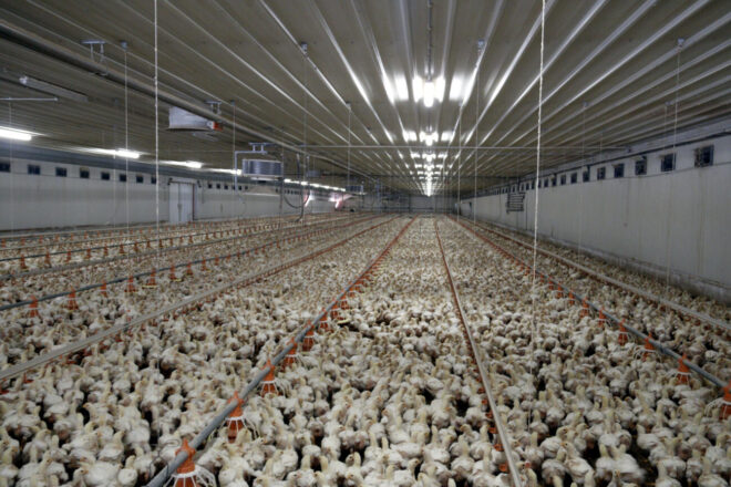 Nous focus de la malaltia de Newcastle en tres granges de pollastres a la Vall d’Albaida