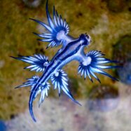 Què són els dragonets blaus? El mol·lusc marí que obliga a tancar platges a la Mediterrània