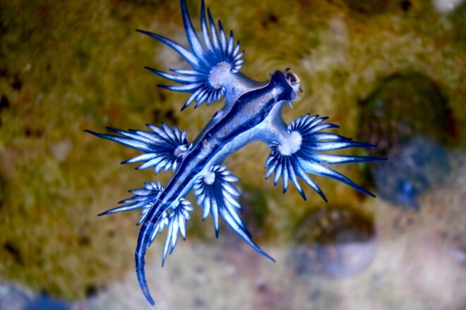 Què són els dragonets blaus? El mol·lusc marí que obliga a tancar platges a la Mediterrània