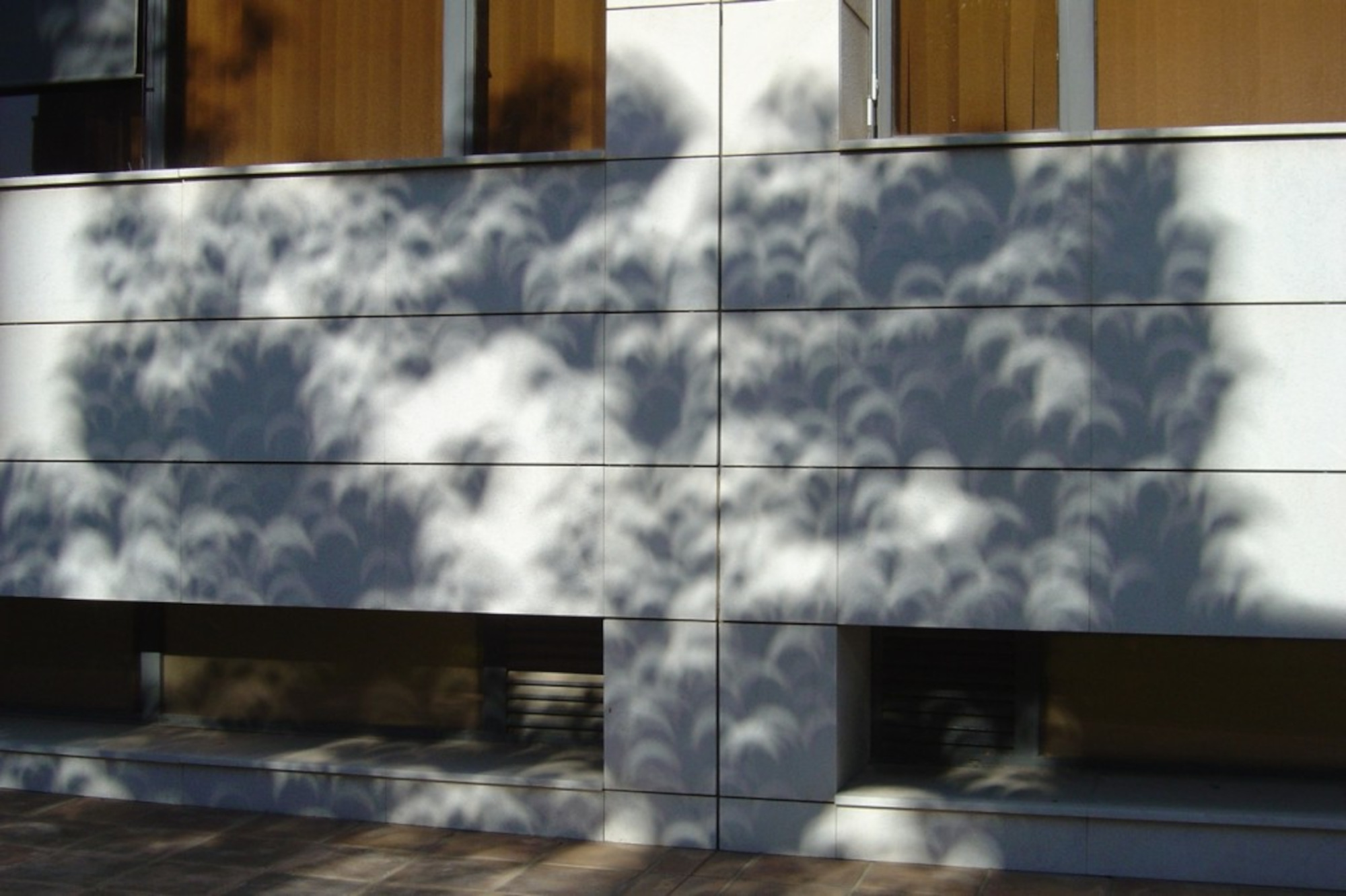 La llum d'un eclipsi parcial a través de les fulles dels arbres. Fotografia: Enric Marco