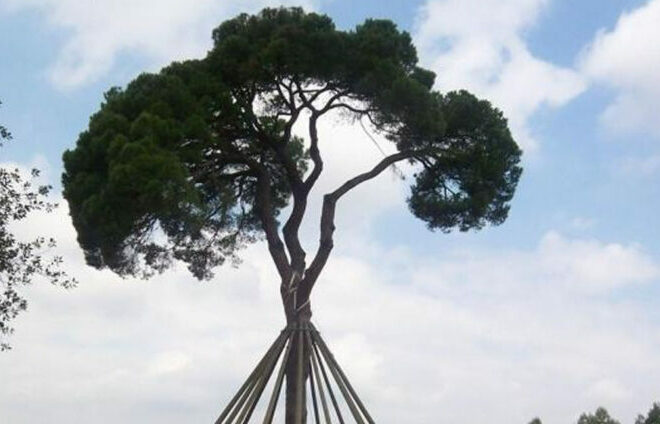 Cau una de les tres branques principals del Pi d’en Xandri de Sant Cugat del Vallès