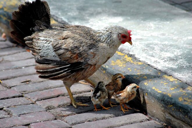 Set-centes gallines s’apoderen de Torrevella i ningú sap què fer-ne