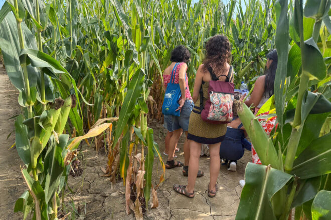 La idea original d’un pagès del Baix Empordà per a treure benefici del camp: crear un laberint de blat de moro