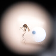 Què hem de saber sobre el chikungunya, el virus que ha posat en alerta la Xina