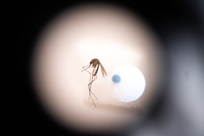 Què hem de saber sobre el chikungunya, el virus que ha posat en alerta la Xina