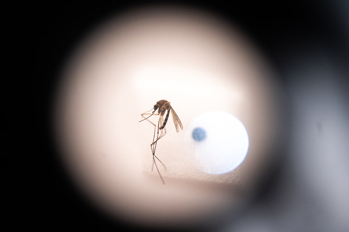 Un espècimen de mosquit vist amb un microscopi (fotografia: Michael Rakim / The Washington Post).