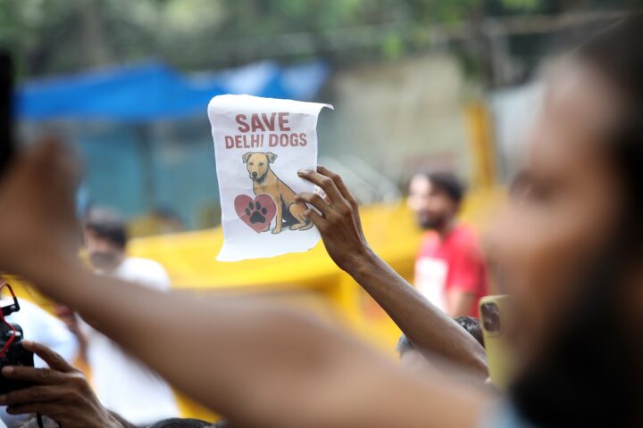 Un manifestant sosté un cartell en què es llegeix, en anglès, “Salvem els gossos de Delhi”, divendres proppassat, durant una manifestació a la ciutat contra la directiva original del Tribunal Suprem indi sobre la gestió dels gossos de carrer de la capital del país (fotografia: Harish Tyagi/Efe).