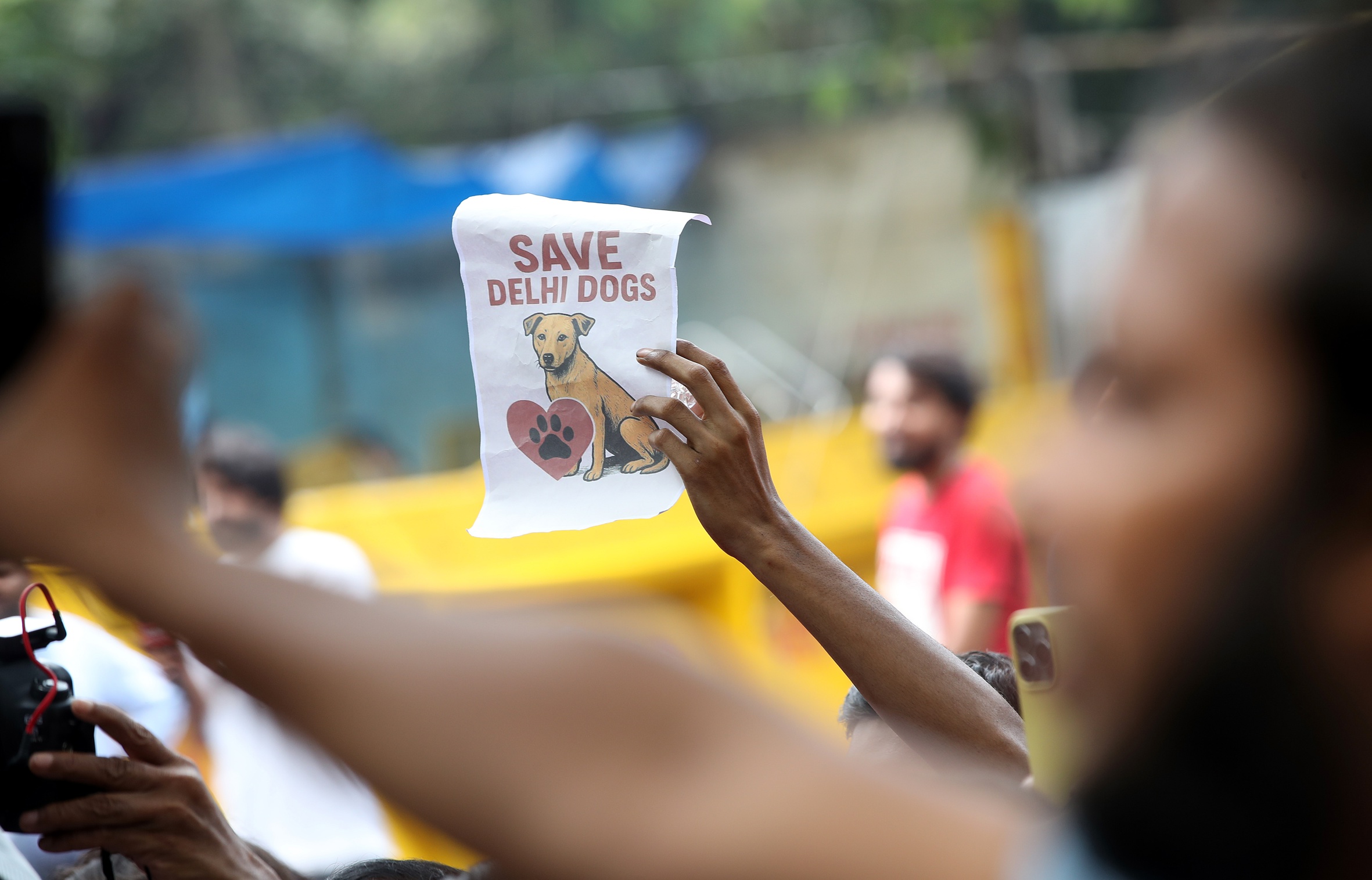 Un manifestant sosté un cartell en què es llegeix, en anglès, “Salvem els gossos de Delhi”, divendres proppassat, durant una manifestació a la ciutat contra la directiva original del Tribunal Suprem indi sobre la gestió dels gossos de carrer de la capital del país (fotografia: Harish Tyagi/Efe).
