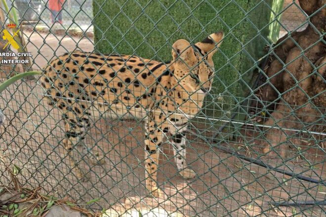 Desmantellen a Nules un zoo clandestí amb cent cinquanta animals exòtics