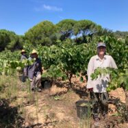 La verema 2025, un raïm molt sa que fa preveure uns vins de qualitat