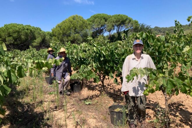 La verema 2025, un raïm molt sa que fa preveure uns vins de qualitat
