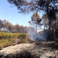 Emergència per a una nova gestió dels incendis de canvi climàtic, segons Marc Castellnou