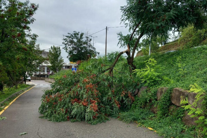 Un arbre caigut per la forta tempesta de matinada a Berga (fotografia: bombers de Catalunya).