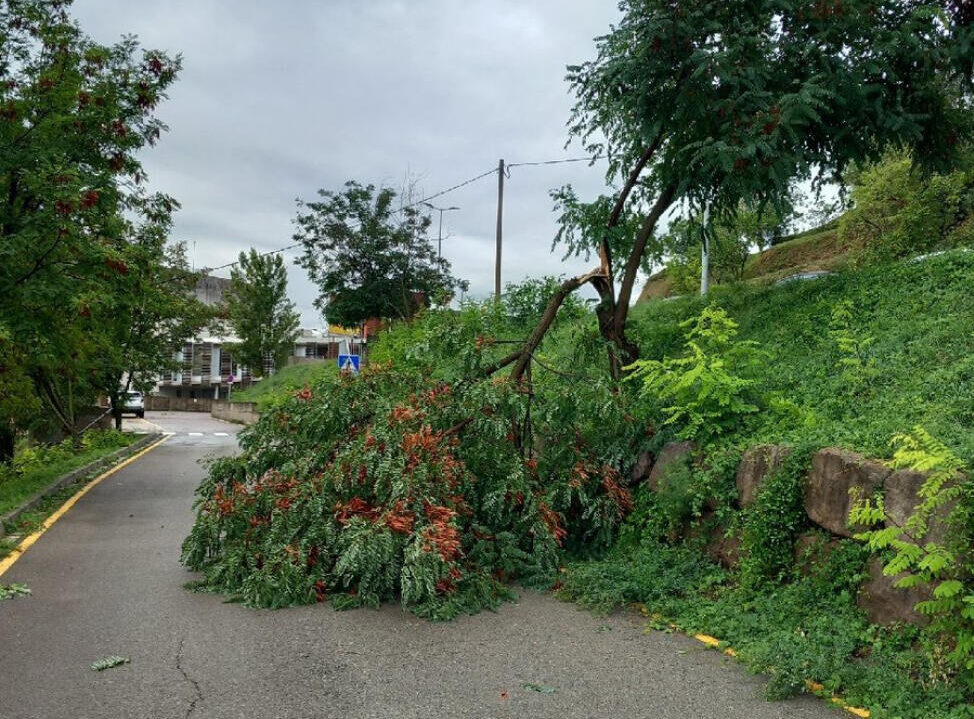Un arbre caigut per la forta tempesta de matinada a Berga (fotografia: bombers de Catalunya).