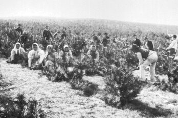 Plantació manual de pins (‘Pinus nigra’) els anys 1904-1906 al Carst (Trieste).