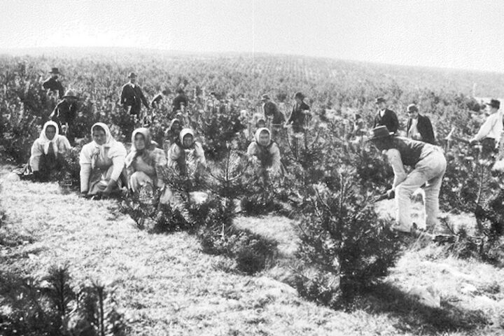 Plantació manual de pins (‘Pinus nigra’) els anys 1904-1906 al Carst (Trieste).