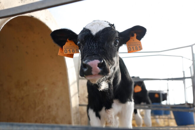 El govern aprova les indemnitzacions que es pagaran als ramaders per cada animal sacrificat per la dermatosi