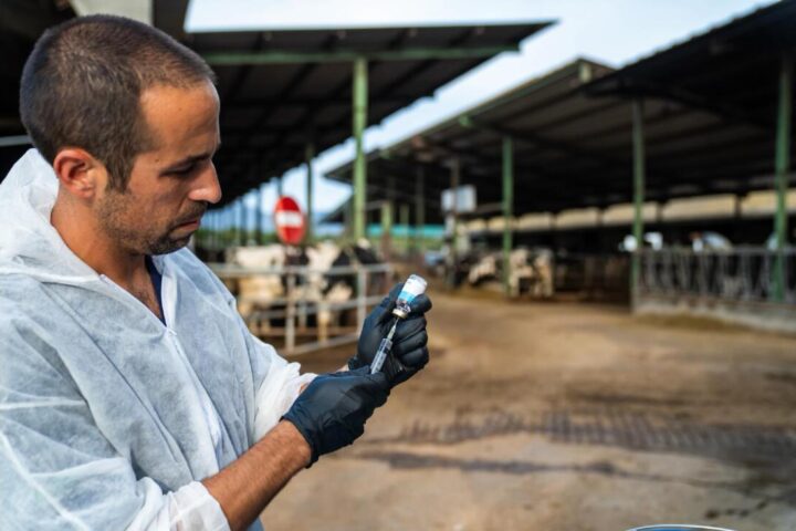 Un veterinari amb la vacuna que subministrarà al bestiar de l'Alt Empordà contra la Dermatosi Nodular Contagiosa (fotografia: Departament d'Agricultura).
