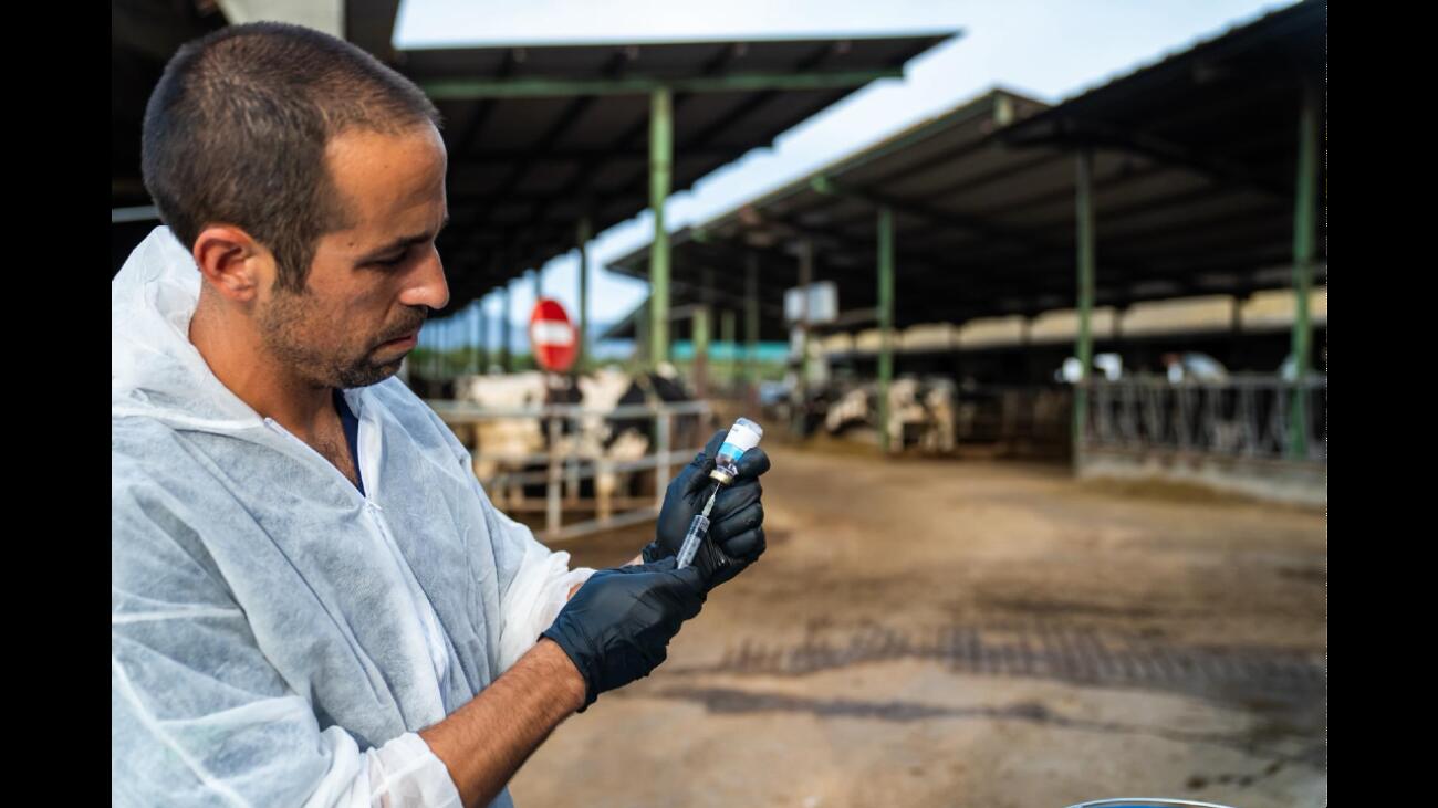 Un veterinari amb la vacuna que subministrarà al bestiar de l'Alt Empordà contra la Dermatosi Nodular Contagiosa (fotografia: Departament d'Agricultura).