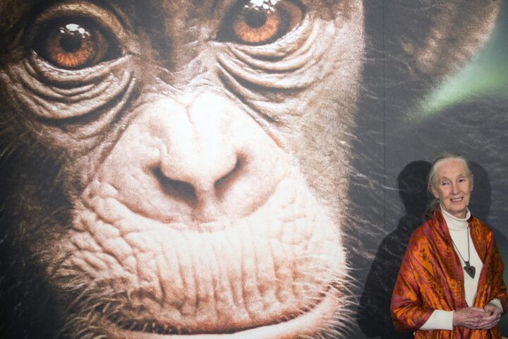 Imatge d'arxiu de Jane Goodall a París l'any 2013. (Fotografia d'Ian Langston)