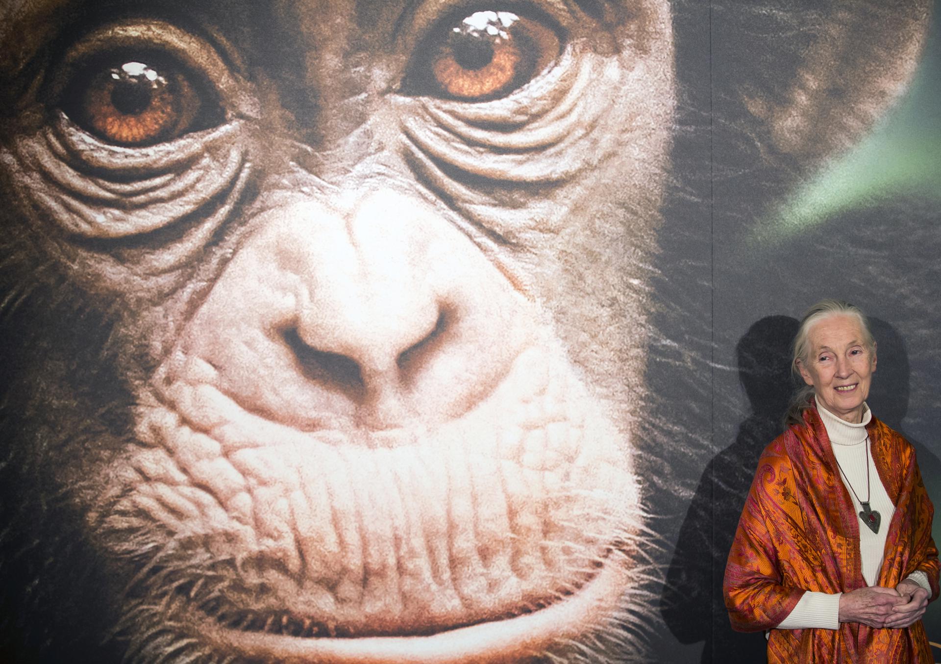 Imatge d'arxiu de Jane Goodall a París l'any 2013. (Fotografia d'Ian Langston)