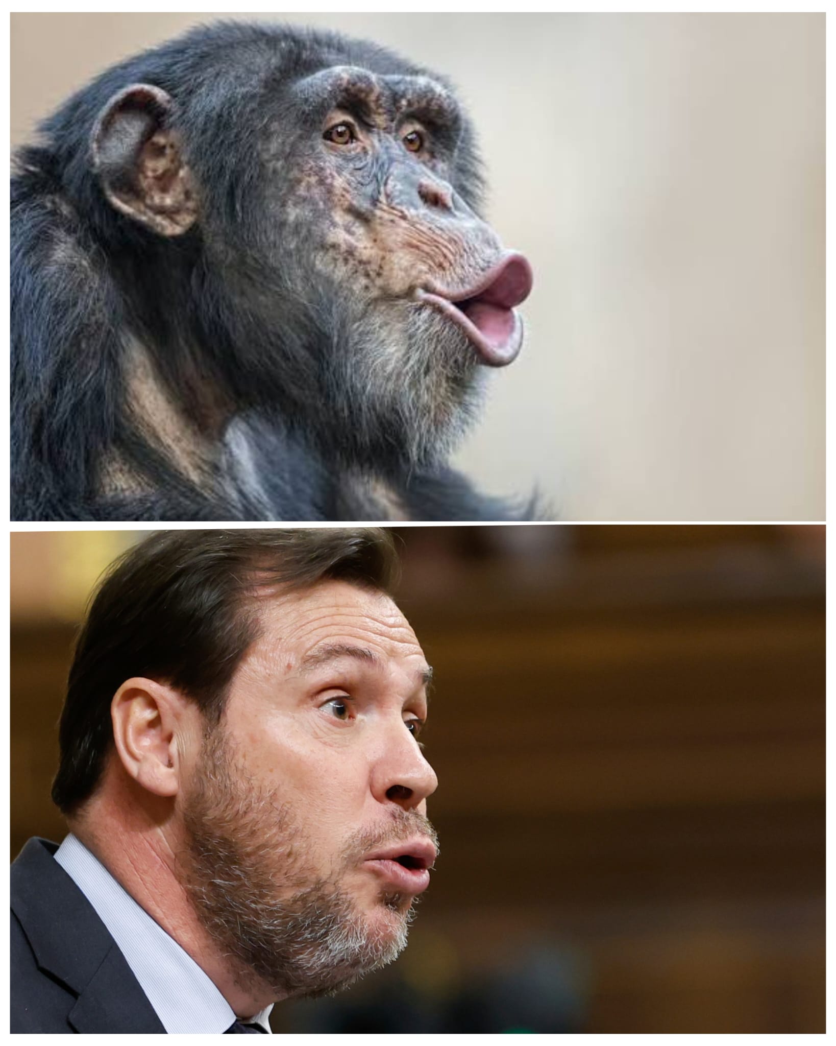 La imatge publicada pel PP a X que compara el ministre amb un ximpanzé