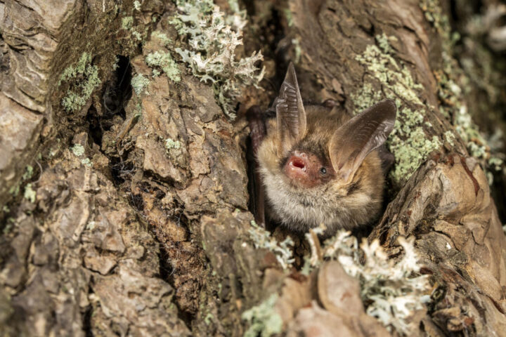 Exemplar de la nova espècie de rata-pinyada trobada al parc natural del Cadí-Moixeró (fotografia: Departament de Territori / Joan de la Malla).