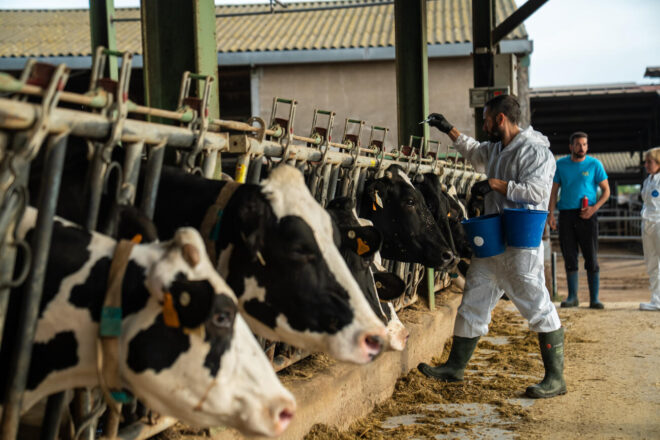 Agricultura informa que el cas sospitós de dermatosi nodular d’Osona és negatiu