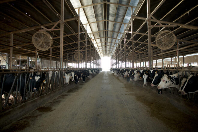 Detecten un nou focus de dermatosi nodular en una granja de Capmany