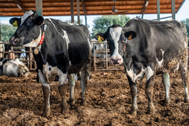 Els economistes reclamen al govern mesures urgents per a salvar el sector boví de la crisi de la dermatosi