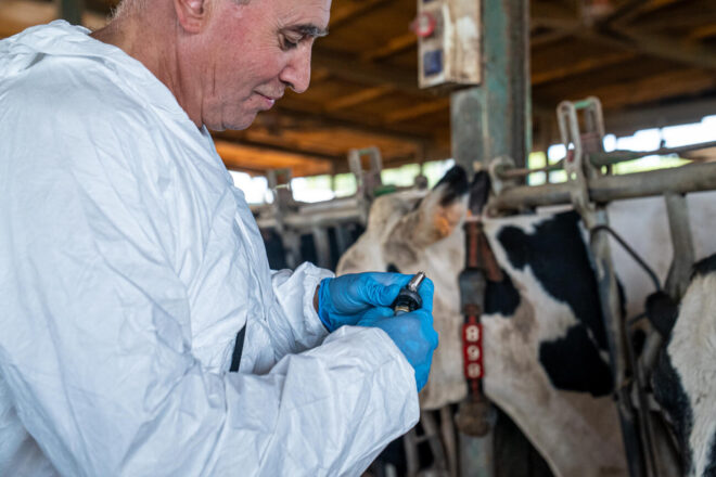 Investiguen la granja de Capmany per haver incomplert la vaccinació obligatòria de la dermatosi nodular