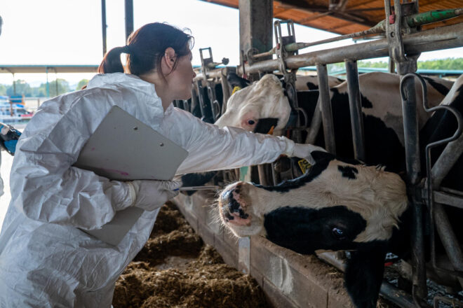 El govern aixecarà les restriccions per la dermatosi nodular a Cassà de la Selva el 8 de gener