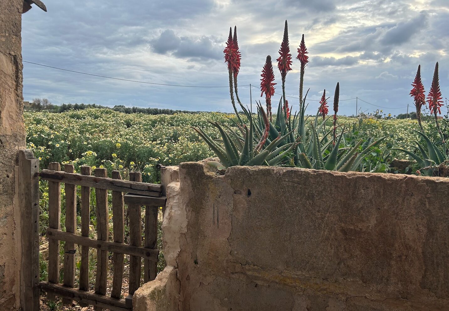 Closcadelletra (CDLXXXI): Remolins de cucaveles