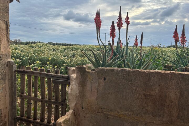 Closcadelletra (CDLXXXI): Remolins de cucaveles