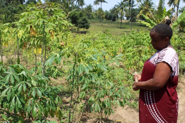 Elizabeth Amina Kadenge a la seva granja a Kilifi, a Kènia, aquest agost (fotografia: Inaara Gangji/The Associated Press).