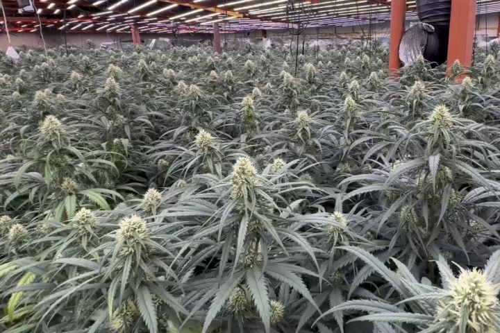 La plantació de marihuana interior.