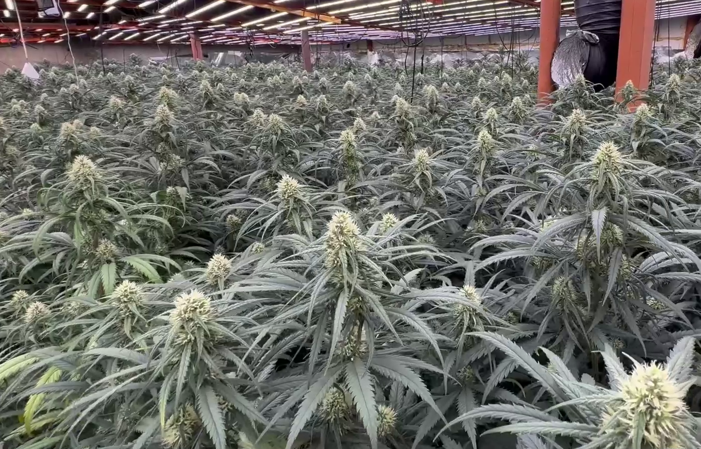 La plantació de marihuana interior.