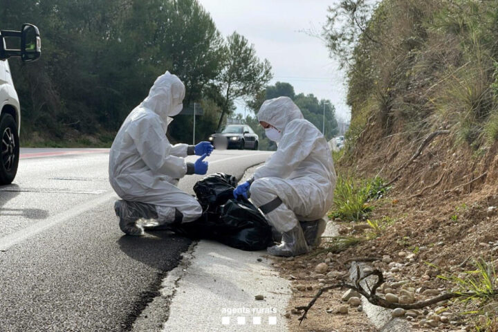 Efectius del cos d'Agents Rurals treballant al Parc Natural de Collserola per detectar casos de pesta porcina africana.