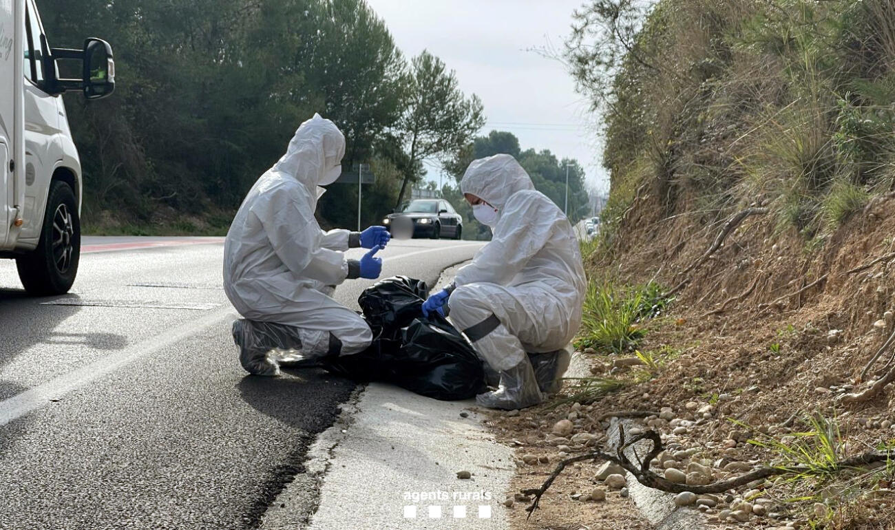 Efectius del cos d'Agents Rurals treballant al Parc Natural de Collserola per detectar casos de pesta porcina africana.