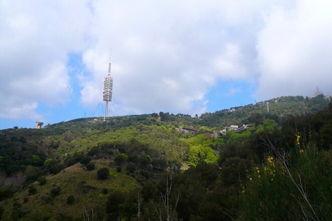 Tanquen el parc de Collserola i fan restriccions en seixanta-quatre municipis després de detectar-hi pesta porcina africana