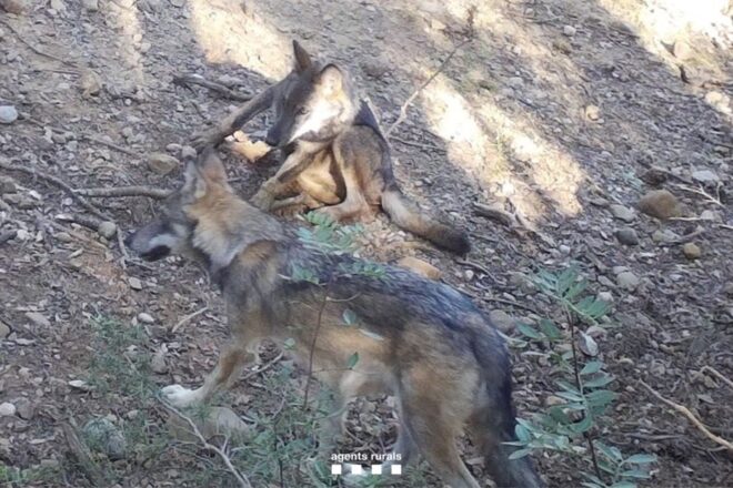 La Unió de Pagesos veu impossible que la ramaderia convisqui amb la llopada que s’ha descobert