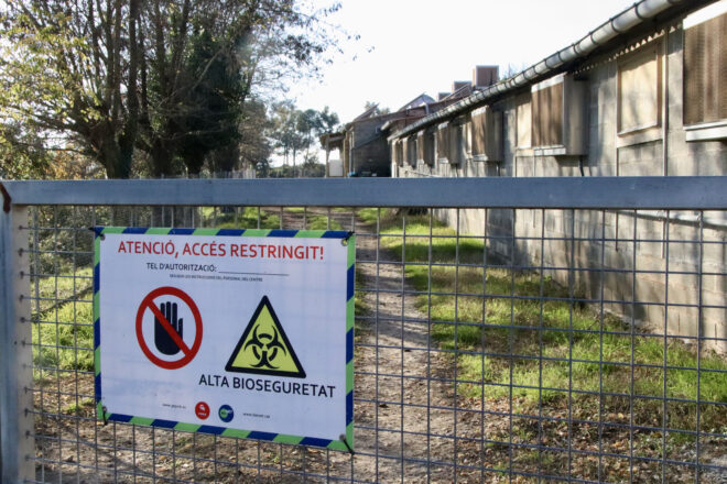 Mig miler de treballadors del sector porcí a Santa Eugènia de Berga, en ERTO per la pesta porcina africana