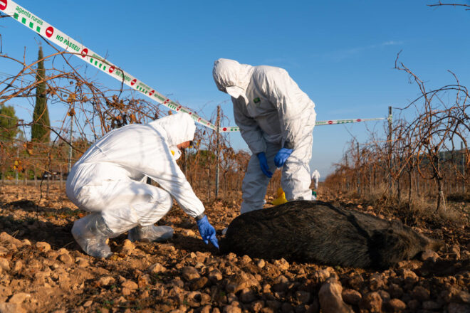 El govern confirma divuit senglars més morts per pesta porcina africana dins del focus de Cerdanyola