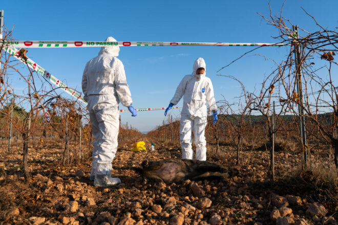 La soca del brot de pesta africana no correspon amb els virus de l’IRTA-CReSA
