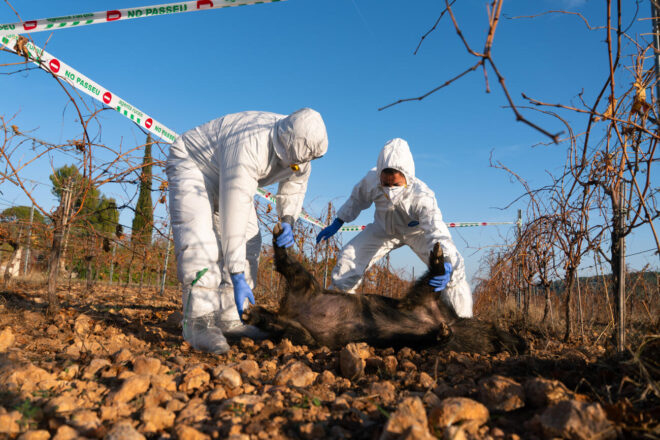 El govern amplia el segon radi de restriccions arran d’un nou cas de pesta porcina africana