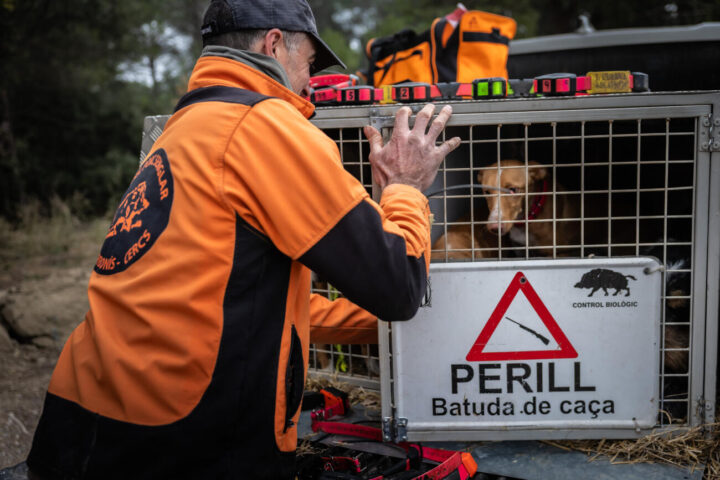 Un caçador posa el GPS als gossos abans d'engegar la batuda del senglar (fotografia: ACN / Jordi Borràs).