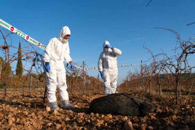 Confirmat un nou positiu per pesta porcina africana al voltant del primer focus
