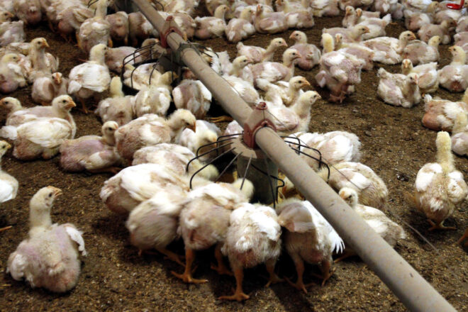 Detectat un nou cas de grip aviària dins el radi de vigilància de la granja de Bellpuig