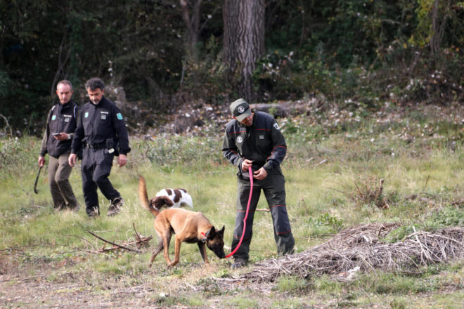 Els Agents Rurals pentinen la zona de baix risc per la pesta porcina africana amb gossos i drons